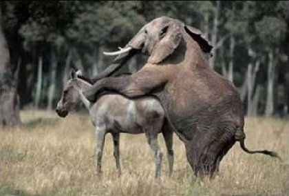 Large_elephant_v_donkey