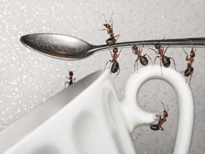 Large_ants