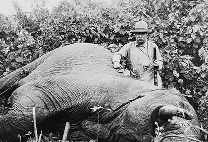 Large_theodore-roosevelt-elephant