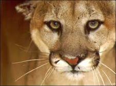 Medium_cougarr