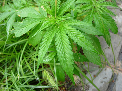 Large_pot